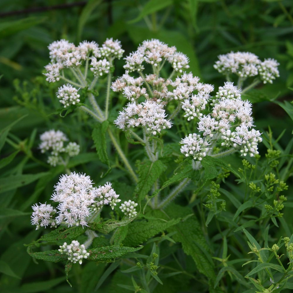 Eupatorium perfoliatum