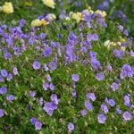  Geranium Rozanne®