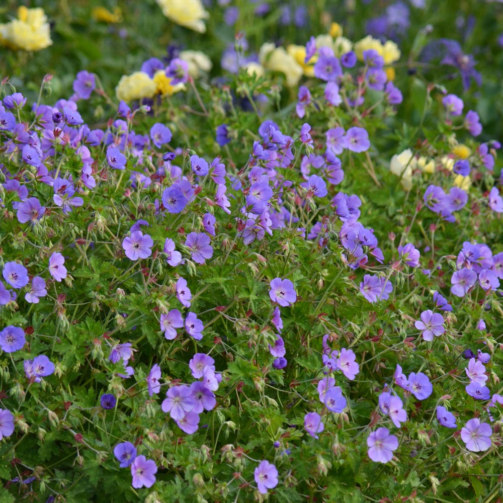 Geranium Rozanne®