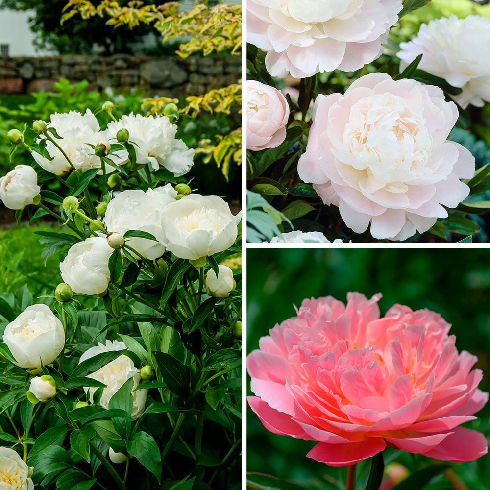 Fragrant Peony Collection | White Flower Farm