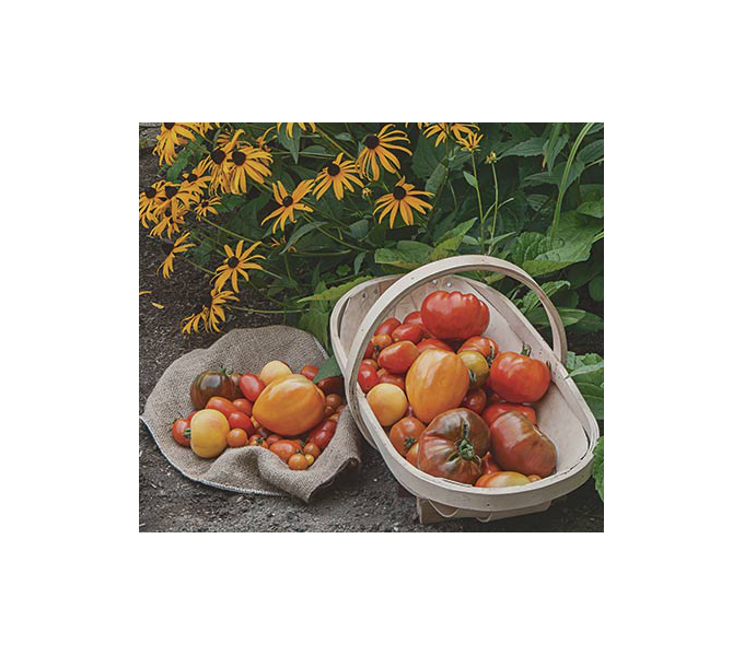 American Heirloom Tomato Collection 6 plants White Flower Farm