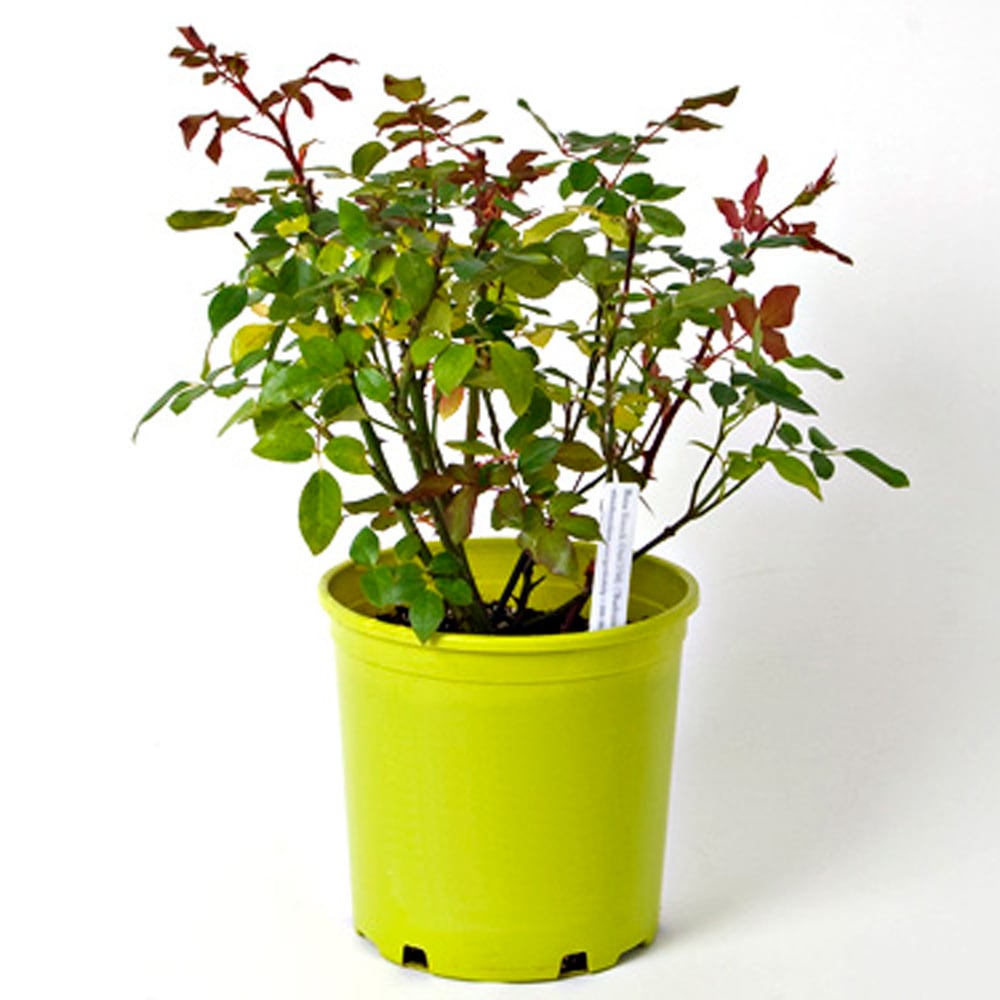 Rose At Last® White Flower Farm