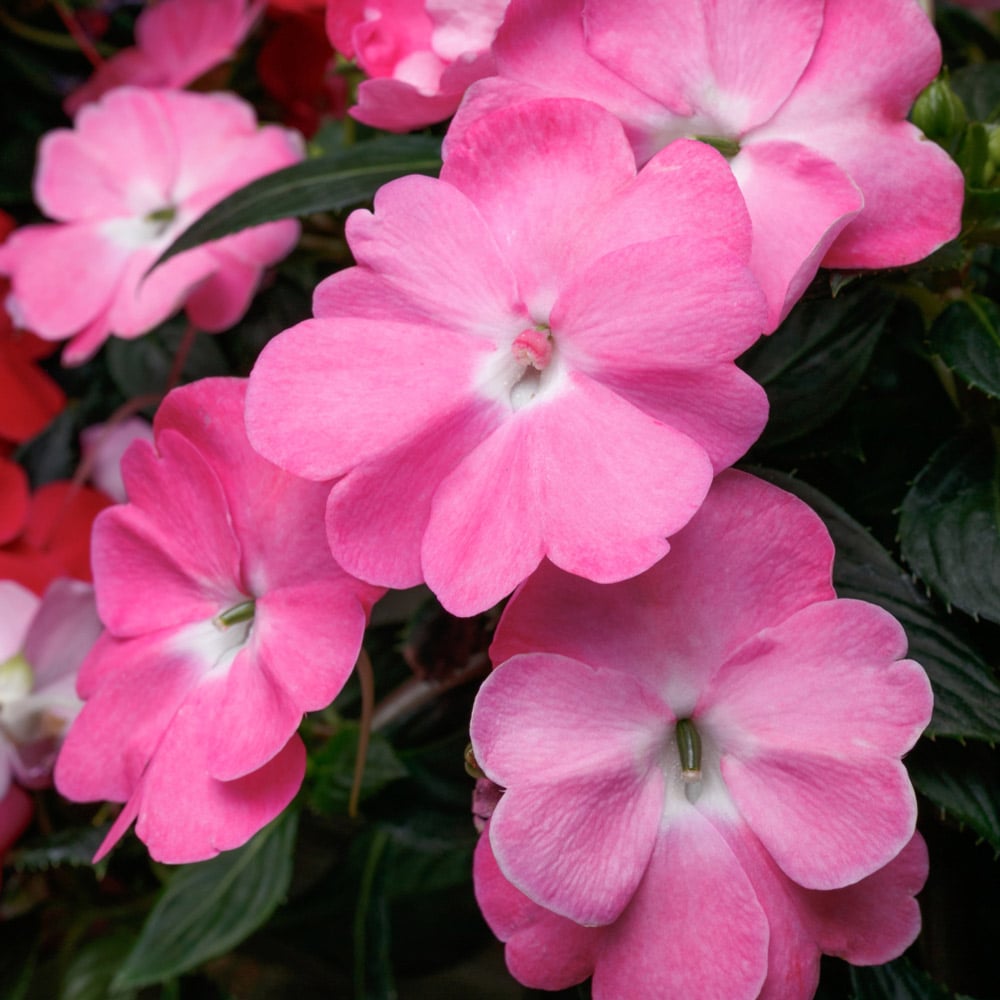 Impatiens SunPatiens® Vigorous Pretty Pink