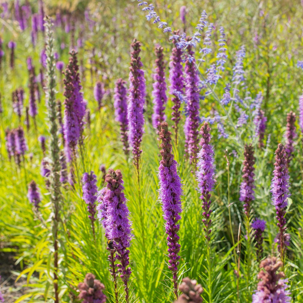 Liatris pycnostachya