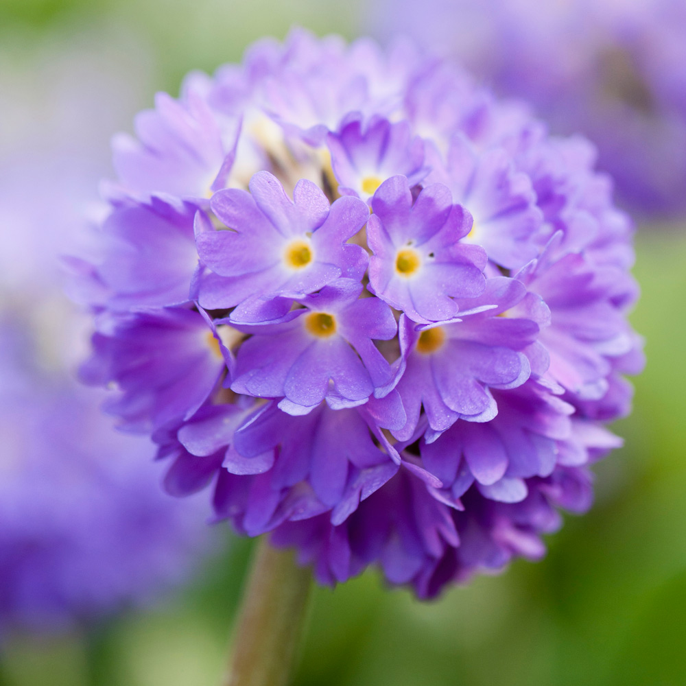 Primula denticulata