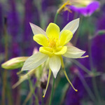  Aquilegia chrysantha Denver Gold®