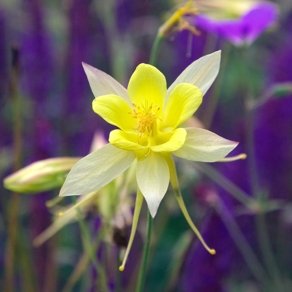 Aquilegia chrysantha Denver Gold®