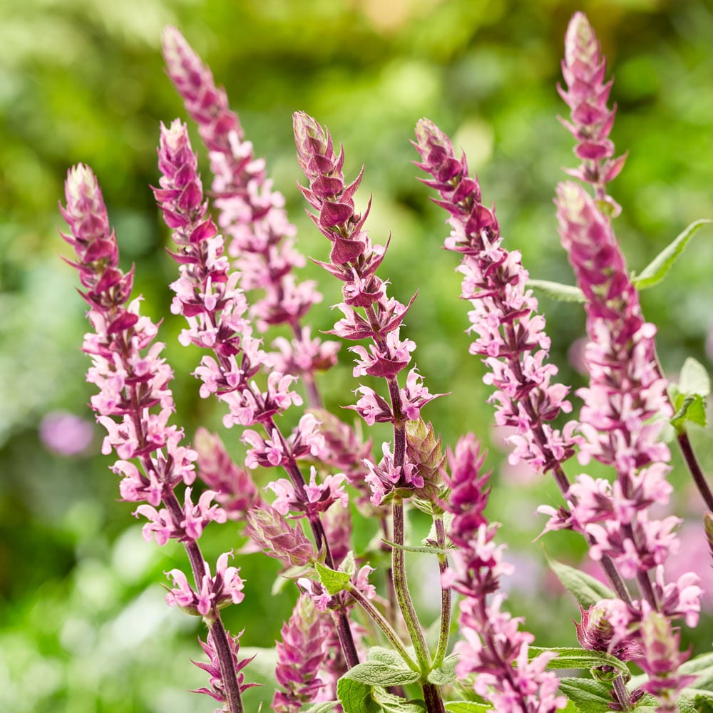 Salvia nemorosa Caradonna Pink Inspiration