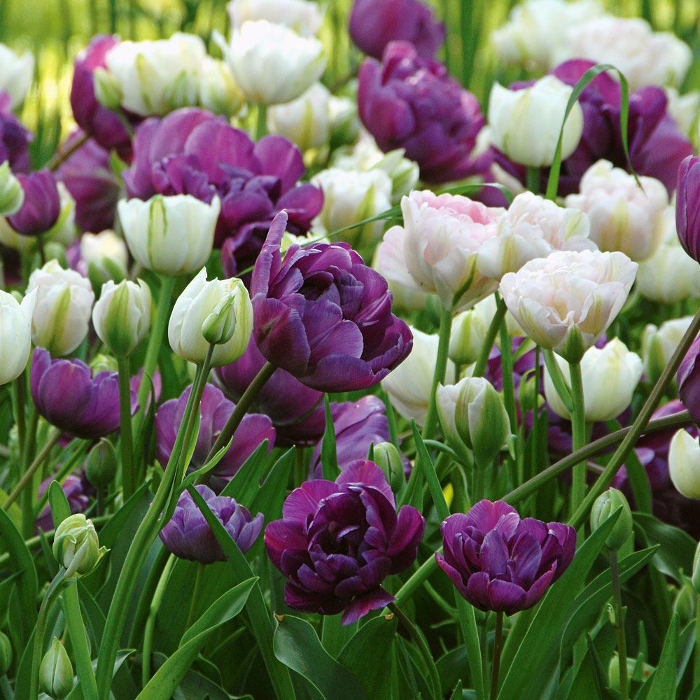 Only Tulip Varieties White Flower Farm