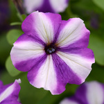  Petunia Headliner™ Blueberry Swirl