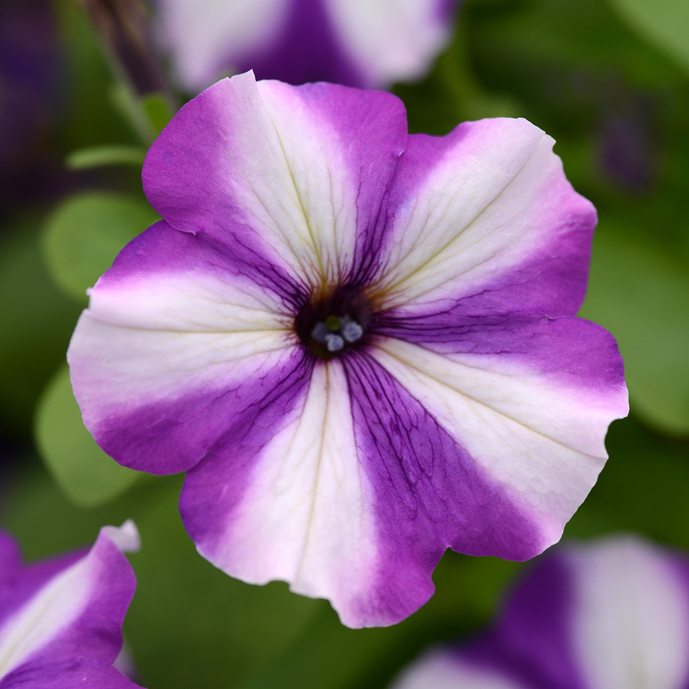 Petunia Headliner™ Blueberry Swirl