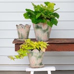  Scalloped Terracotta Pot and Saucer