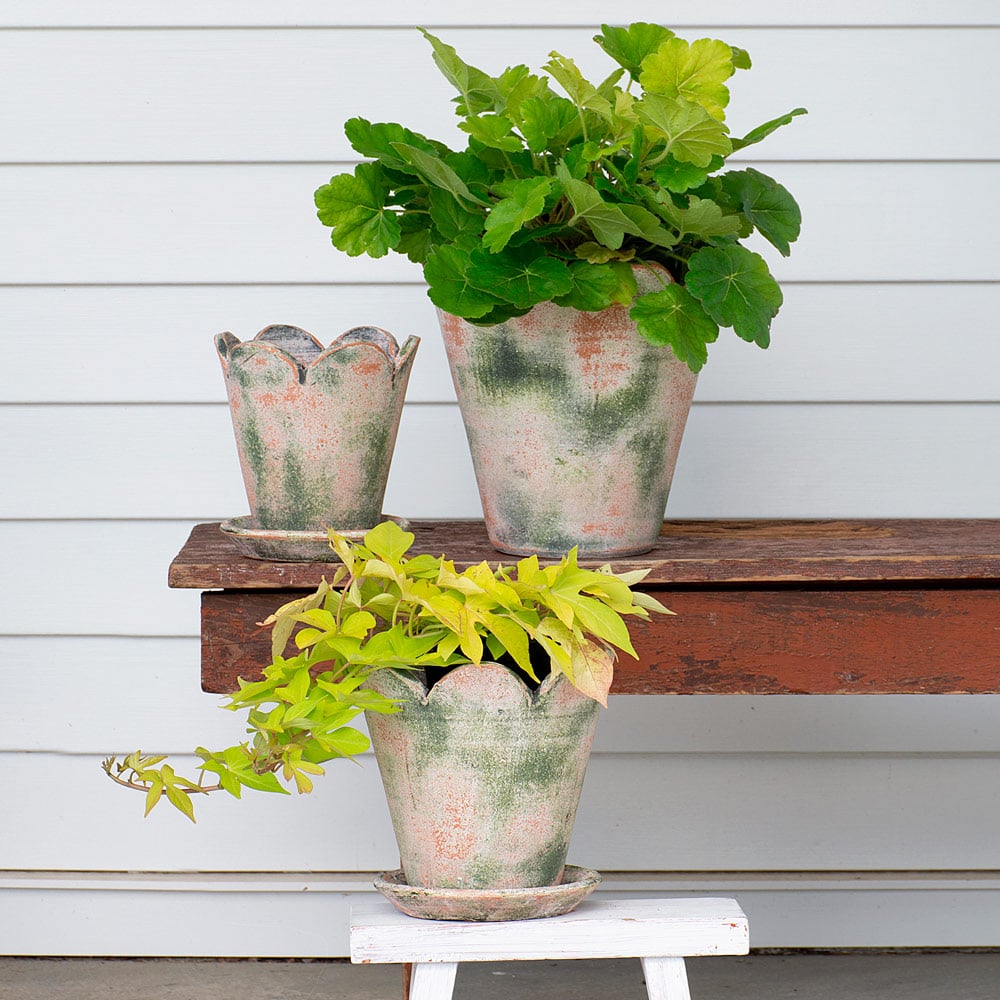 Scalloped Terracotta Pot and Saucer