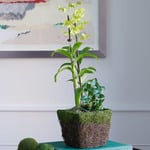  Green Dendrobium Orchid Garden in 6½