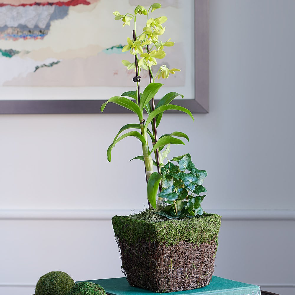 Green Dendrobium Orchid Garden in 6½