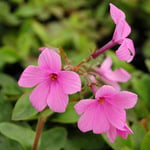  Phlox stolonifera 'Pink Ridge'