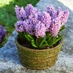 Hyacinth 'Splendid Cornelia,' Ready-to-Bloom Basket