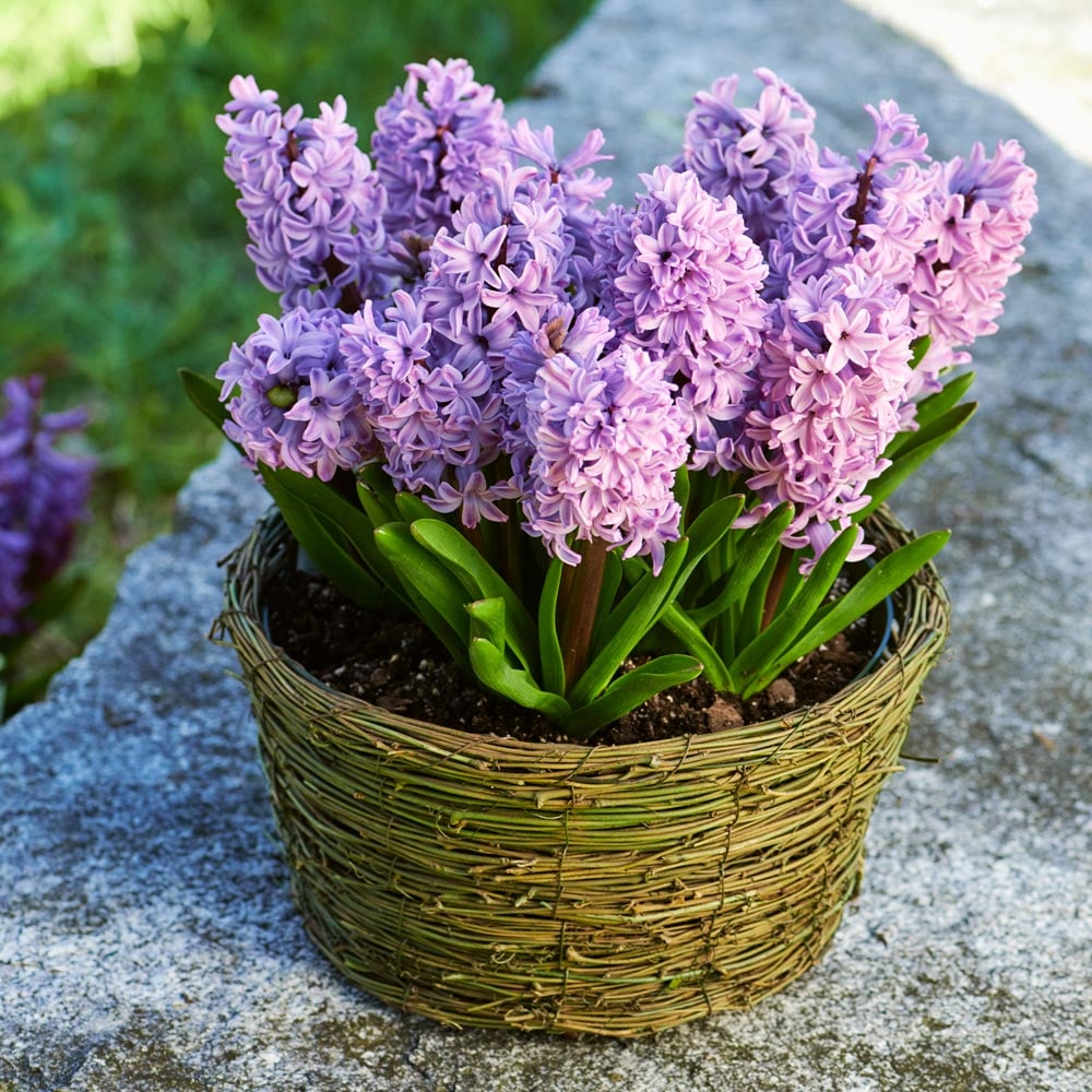 Hyacinth 'Splendid Cornelia,' Ready-to-Bloom Basket