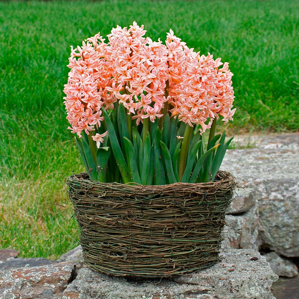 Hyacinth 'Gipsy Queen,' Ready-to-Bloom Basket
