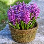  Hyacinth 'Purple Sensation,' Ready-to-Bloom Basket