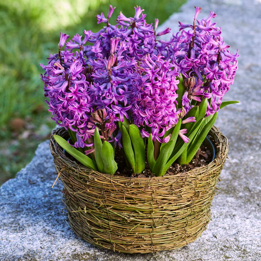 Hyacinth 'Purple Sensation,' Ready-to-Bloom Basket