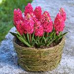  Hyacinth 'Jan Bos' Ready-to-Bloom Basket