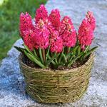  Hyacinth 'Jan Bos,' Ready-to-Bloom Basket