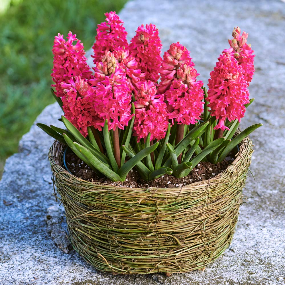 Hyacinth 'Jan Bos,' Ready-to-Bloom Basket