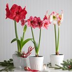 Amaryllis Collections