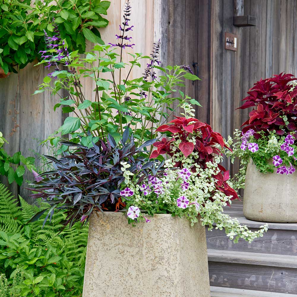 Pollinator Pleaser Container Garden