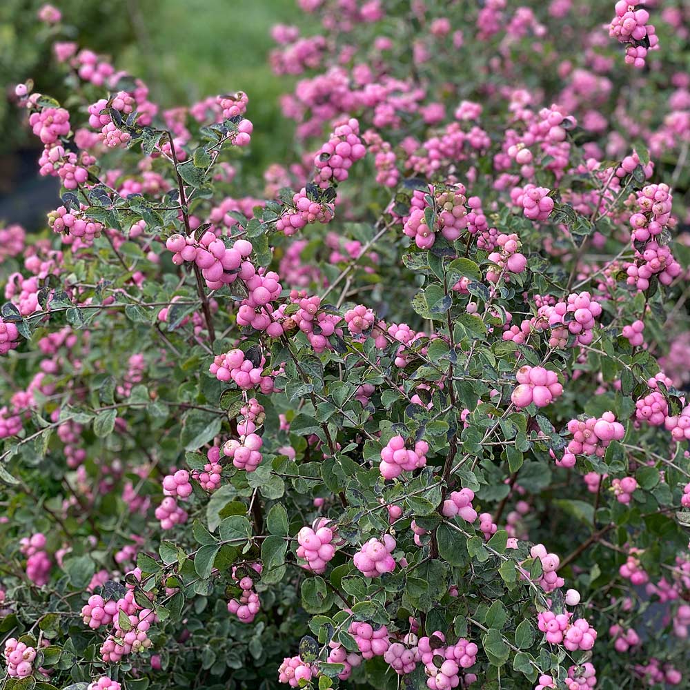 Symphoricarpos Proud Berry®