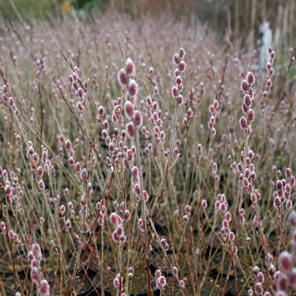 Salix gracilistyla 'Mt. Asama'