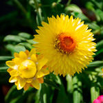 Waterwise Annuals