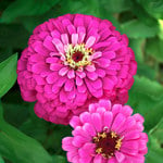  Zinnia elegans Uproar™ Rose