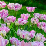  Tulip 'Shirley Double'