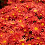  Chrysanthemum 'Pumpkin Igloo'