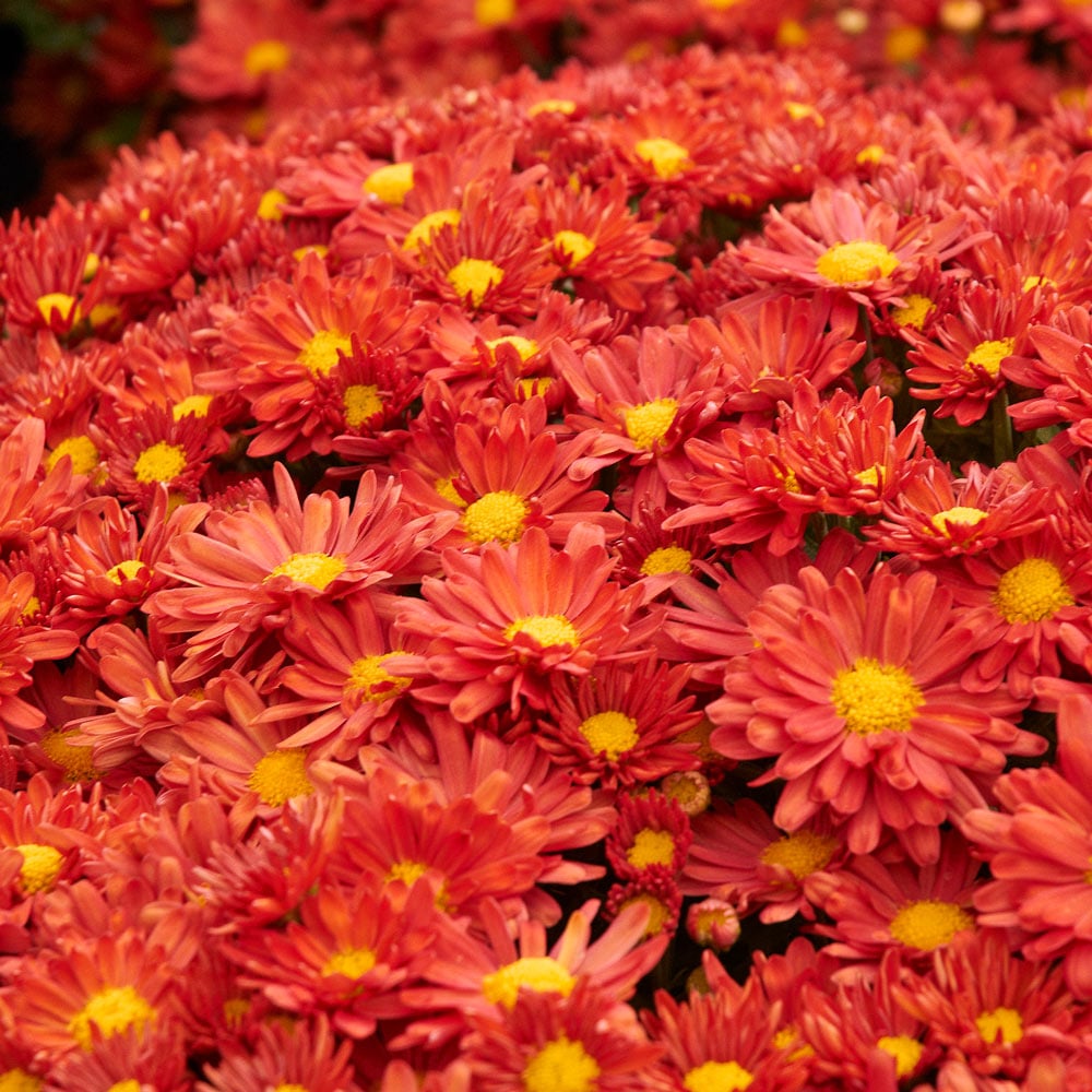 Chrysanthemum 'Pumpkin Igloo'