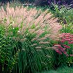  Pennisetum alopecuroides 'Red Head'