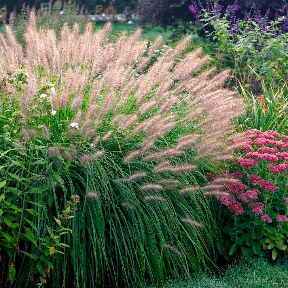 Pennisetum alopecuroides 'Red Head'