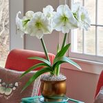  Amaryllis 'Moscow'