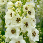  Delphinium elatum  'Celebration'