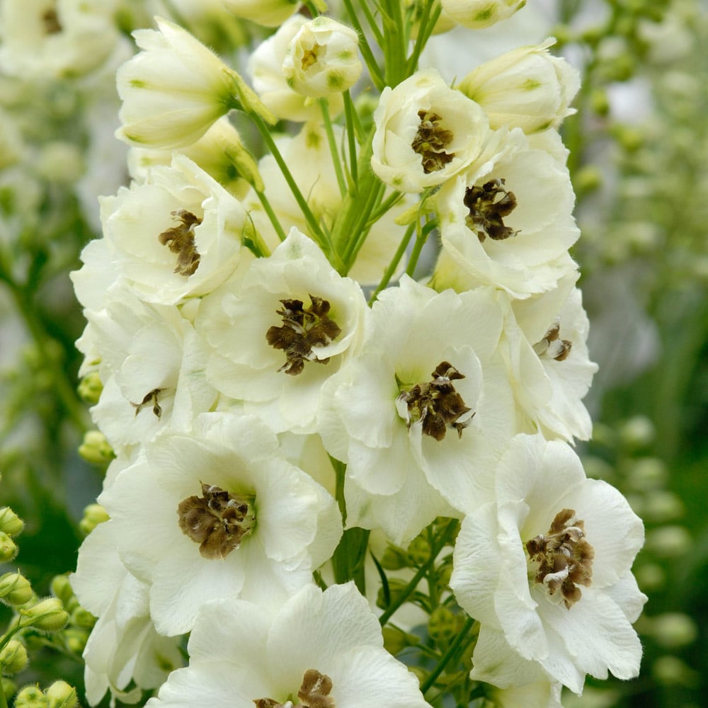 Delphinium elatum  'Celebration'