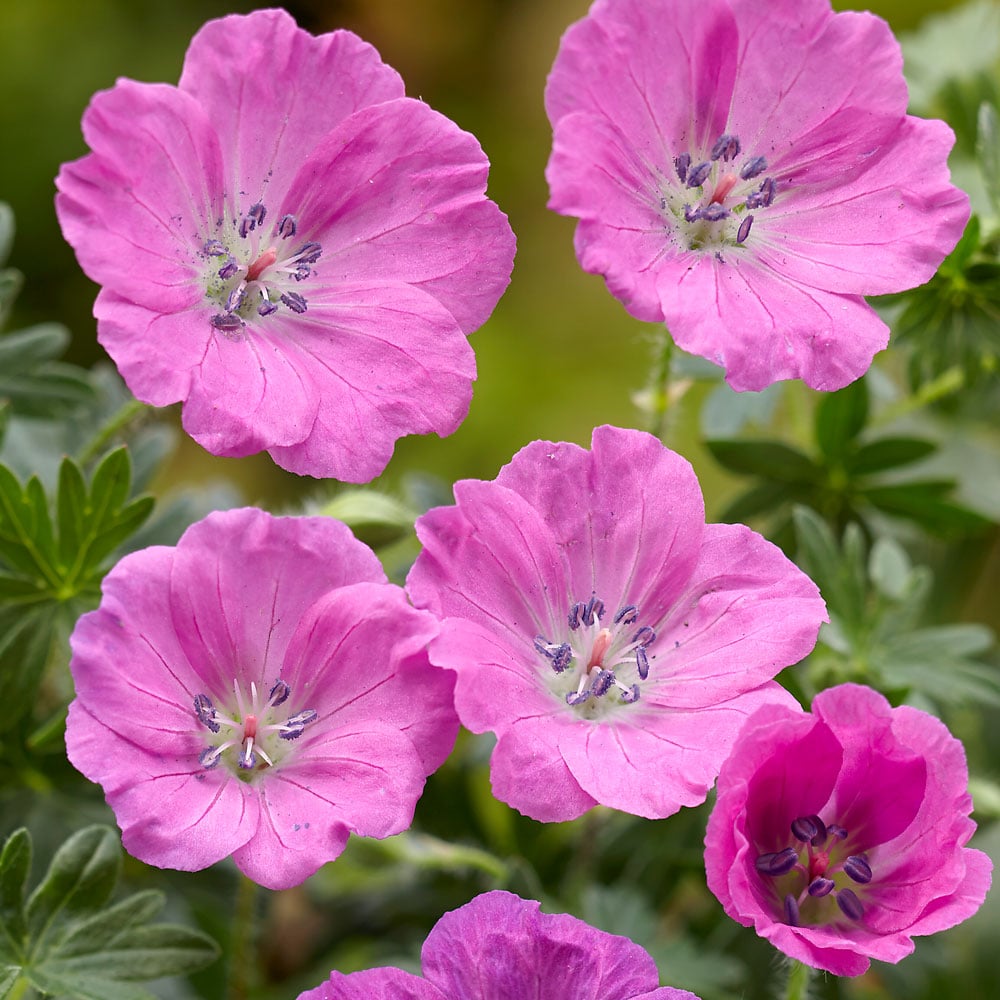 Geranium sanguineum 'Max Frei'