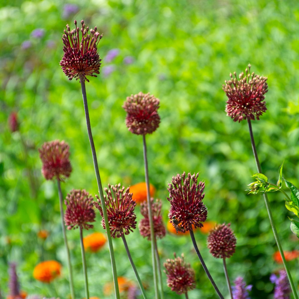 Allium amethystinum 'Red Mohican'