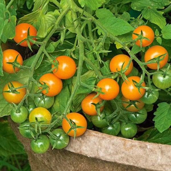 Tomatoes: How to Grow 