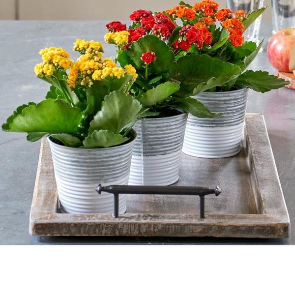 How to Grow Kalanchoe