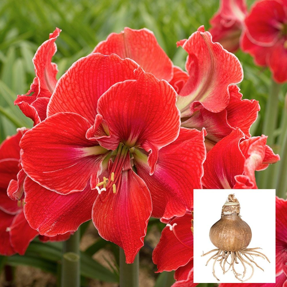 Amaryllis White Passion bulbe, 1 bulbe grand format 26/30, bulbes  exclusifs, plantes et fleurs de Hollande, véritables bulbes d'Hippeastrum  (pas de graines, pas en cire et pas artificielles) : : Jardin