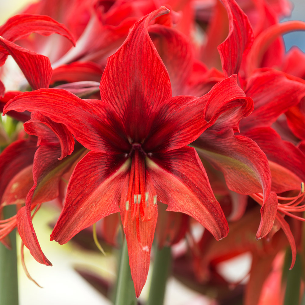 WFF Guide To Growing Amaryllis White Flower Farm