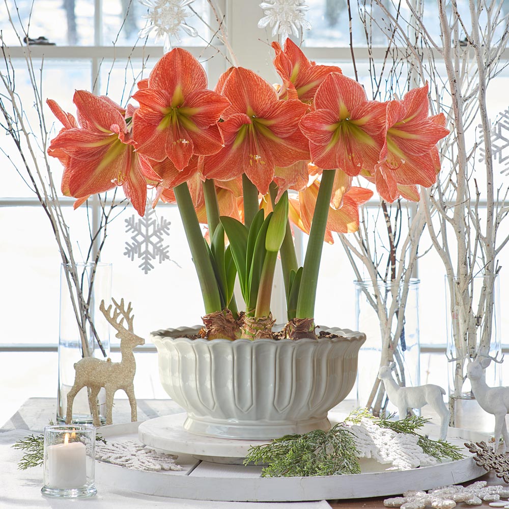 Amaryllis 'Terracotta Star,' 3 bulbs and cream bowl kit