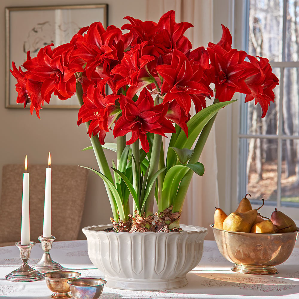 Amaryllis 'Double Delicious,' 3 bulbs and cream bowl kit